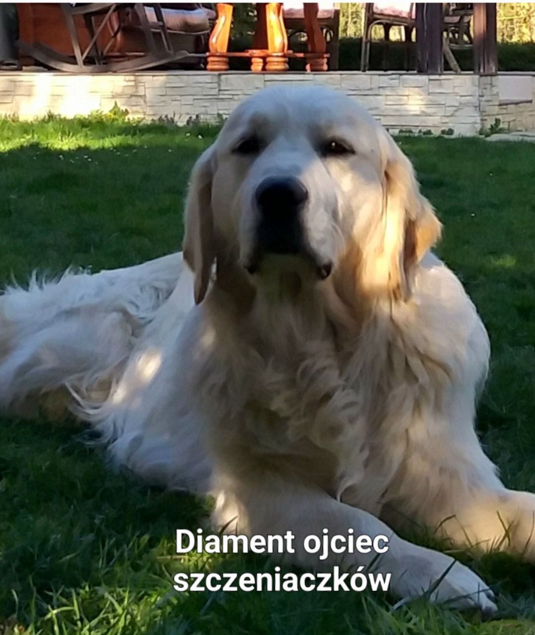 Golden retriever odbiór po 21 czerwca