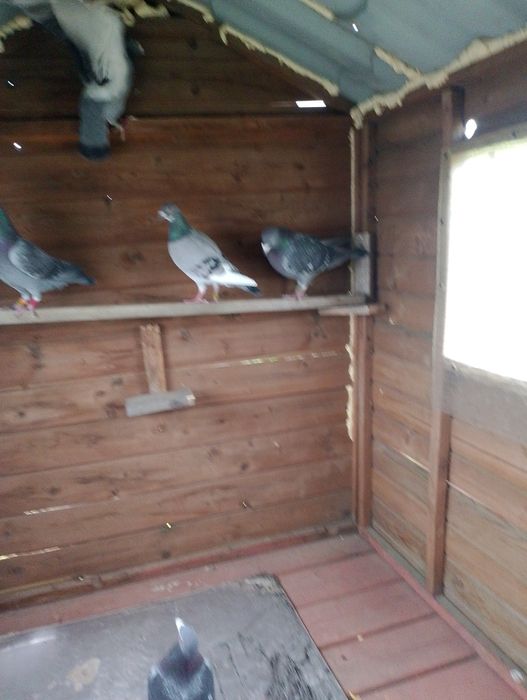 Oddam  za darmo gołębie