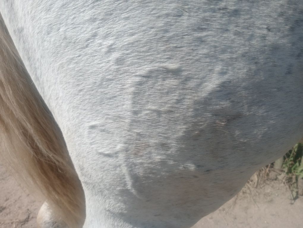 Cavalo égua poldro
