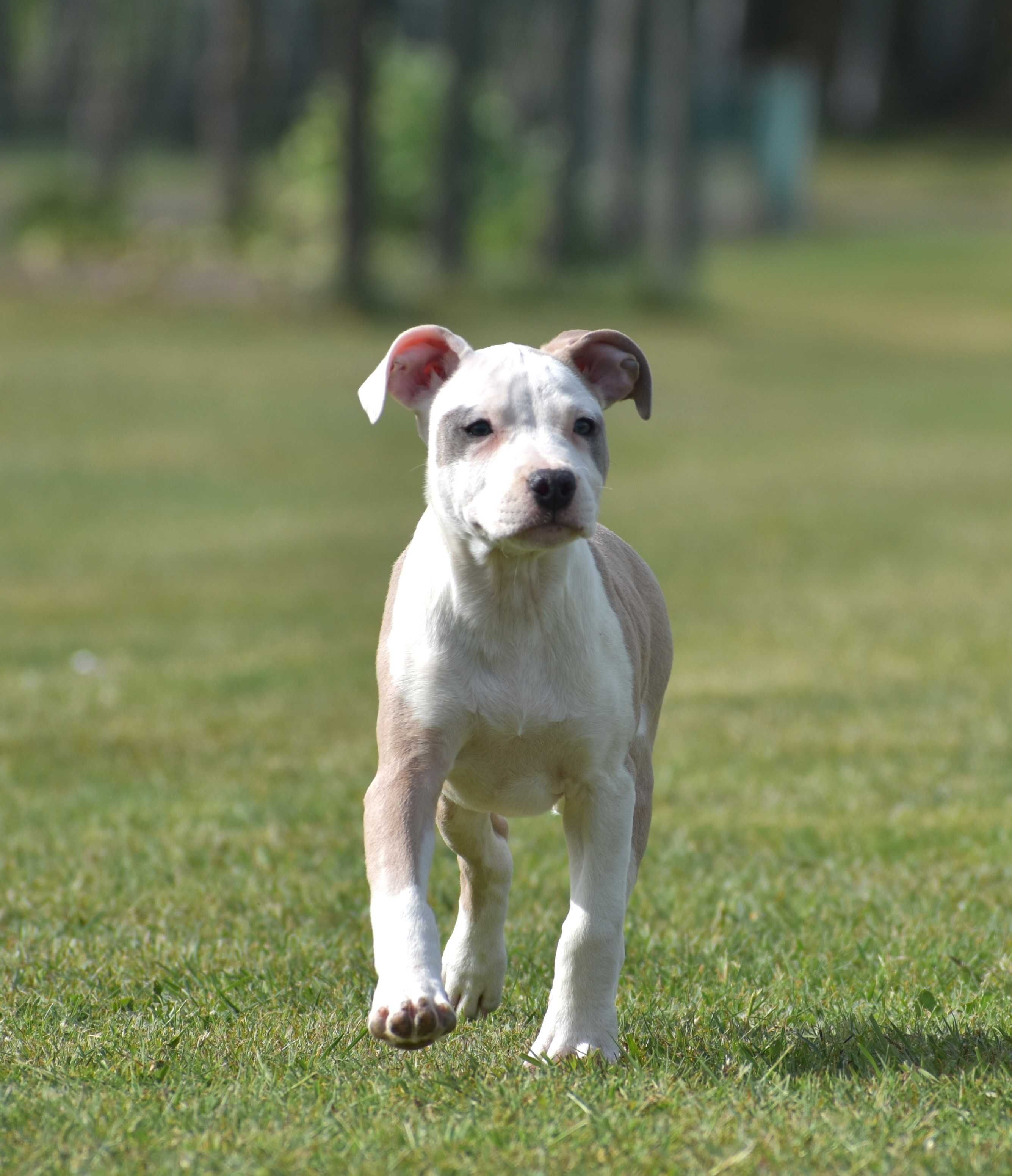 American Staffordshire Terrier, Amstaff - po Ch - ZKwP, FCI suczka