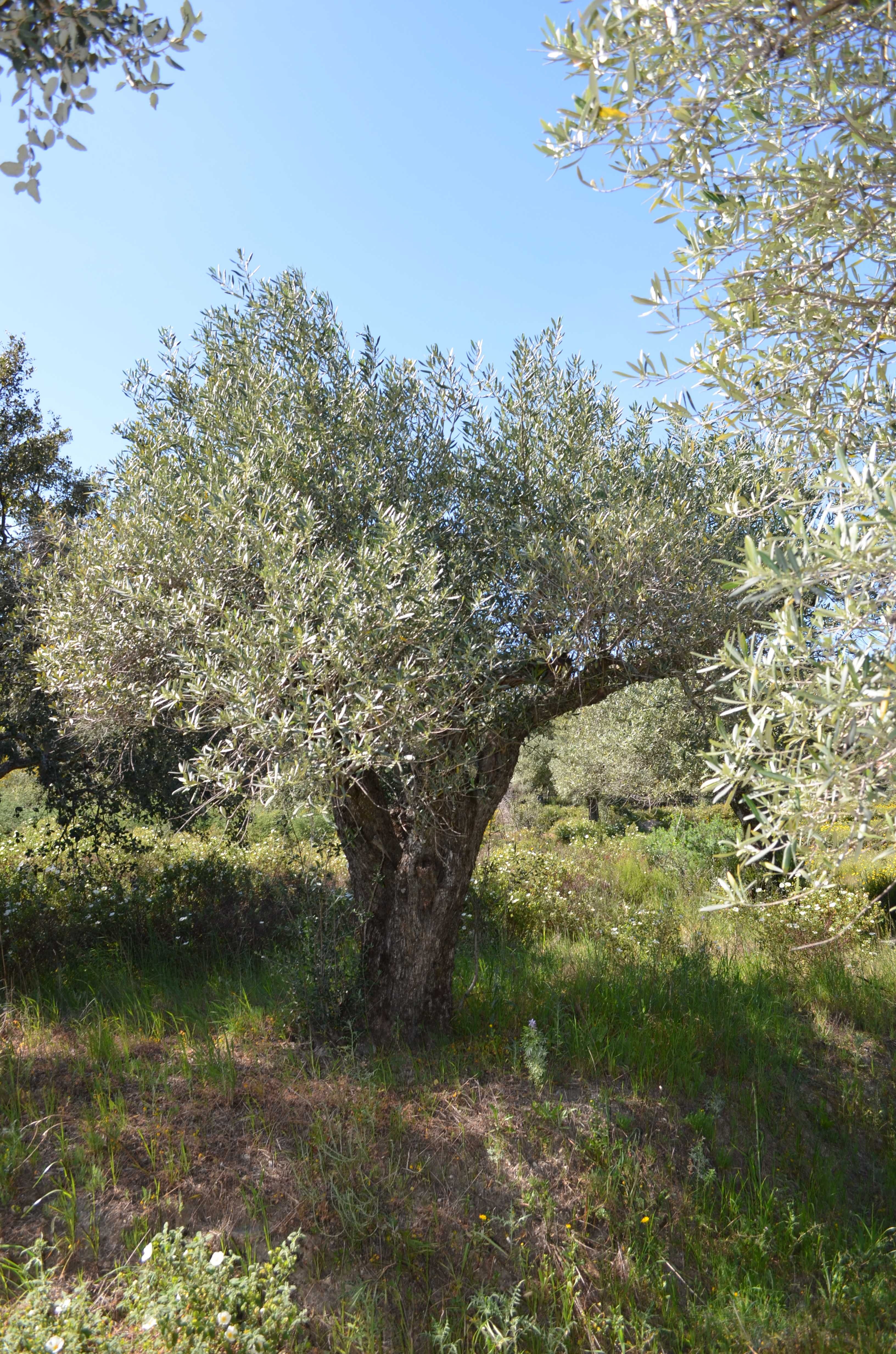 Árvores - Oliveiras antigas Fundão