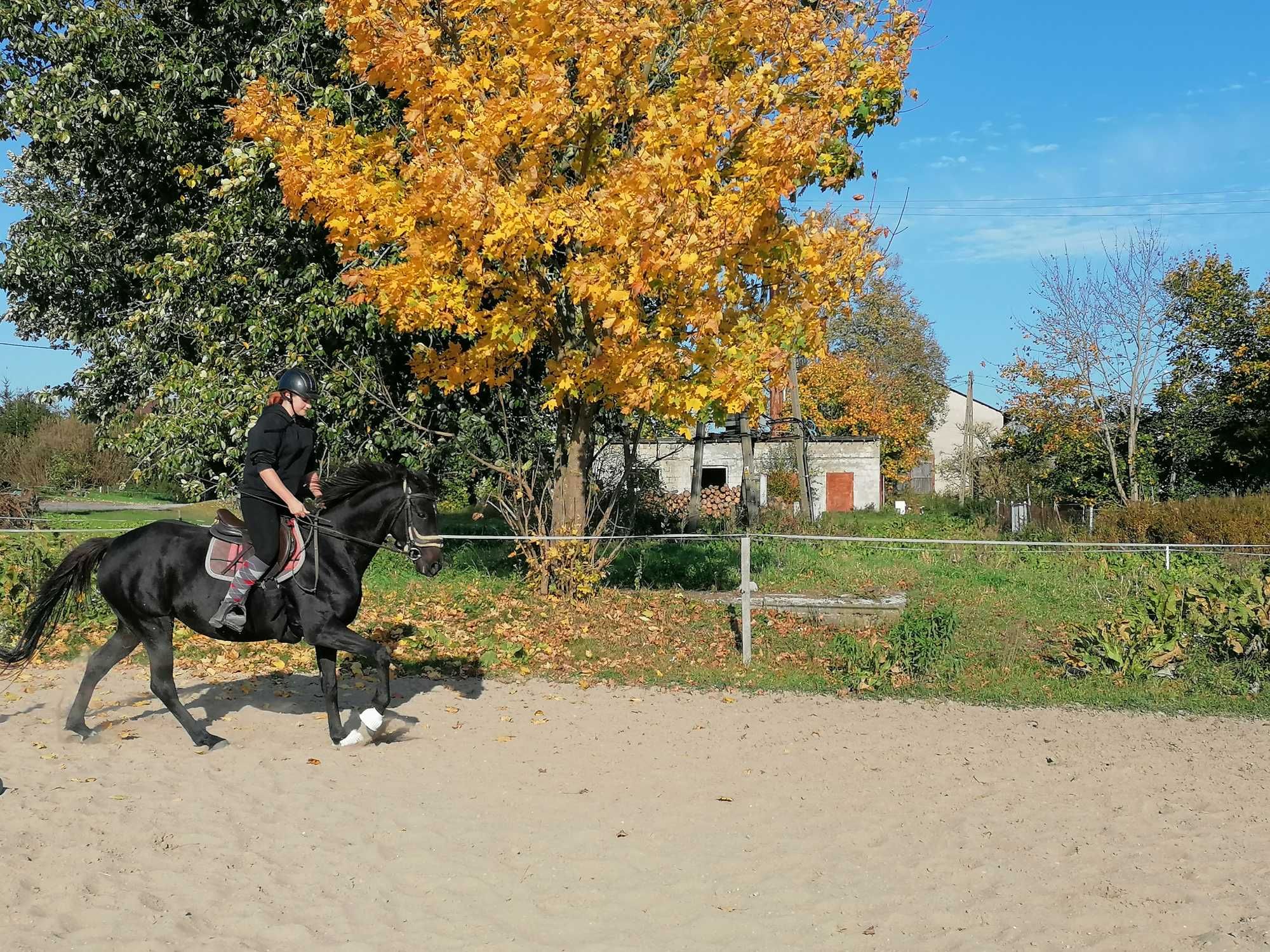 Piękna klacz folblutka,klacz do hodowli.