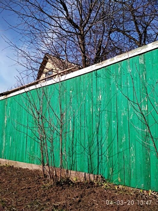 ВИШНИ саженцы 2-5 лет от корня маточного дерева