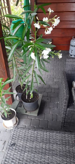 Oleander sprzedam