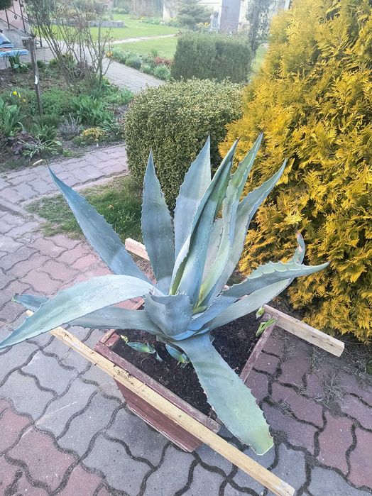Agawa duży kwiat z donicą