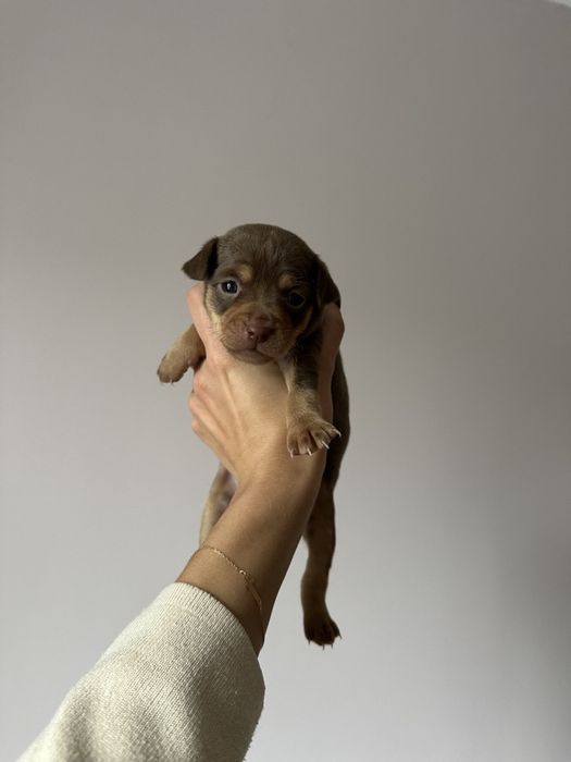 Цуценята той-терʼєра