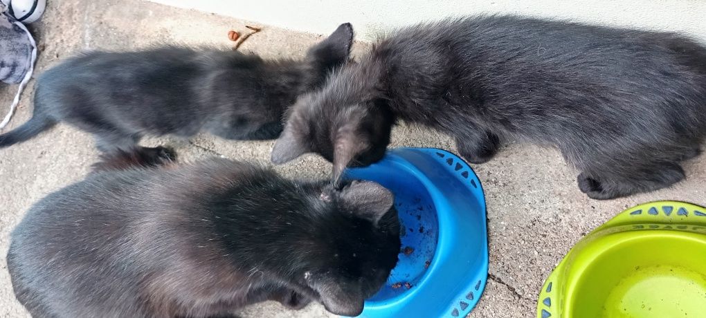Adoção gatinhos tem 3 meses