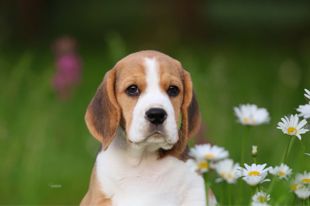 Beagle chlopiec z domowej hodowli FCI