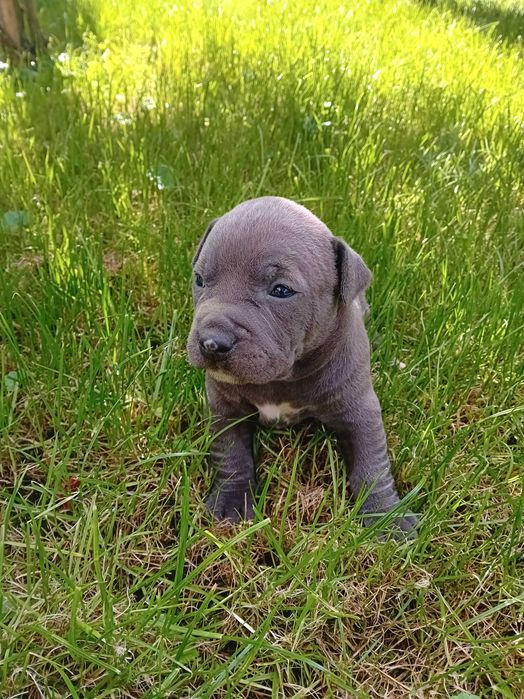 American Staffordshire