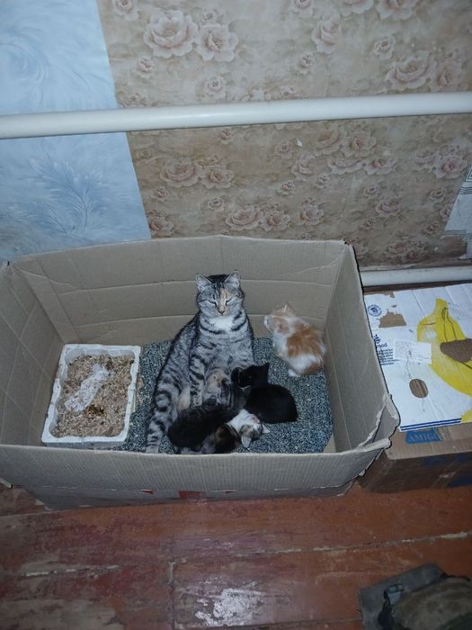 Котячі пухнастики