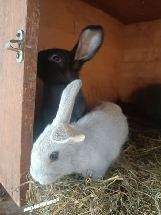 Króliki chodowlane młode