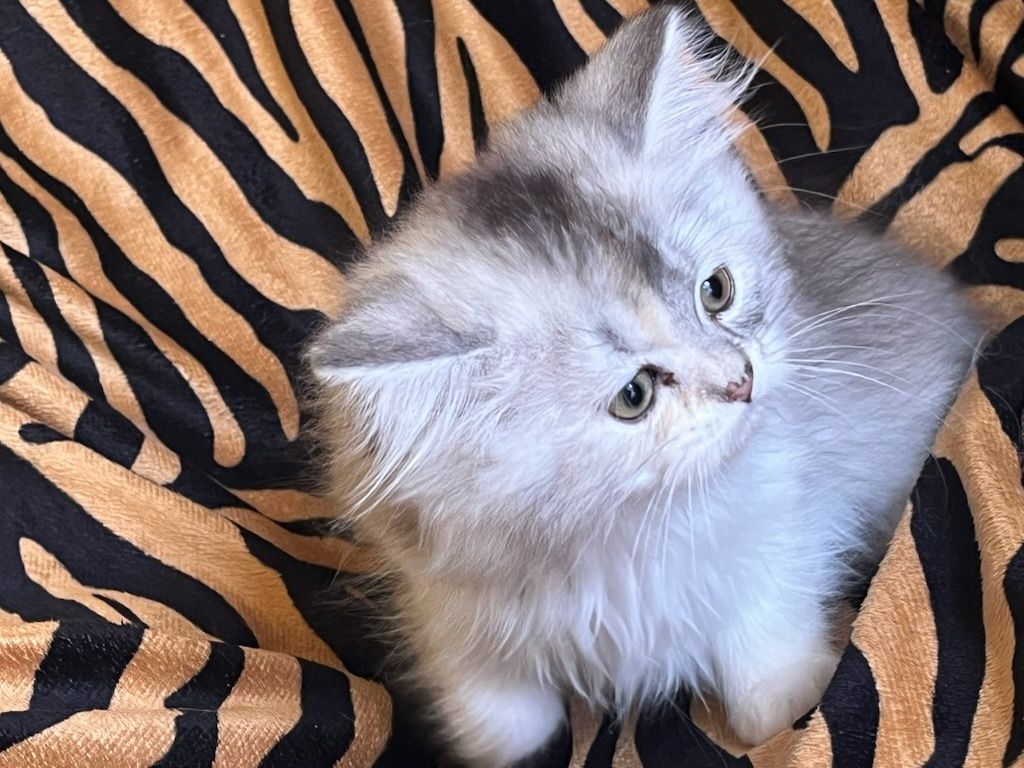 Kotka długowłosa srebrna kremowa bicolor