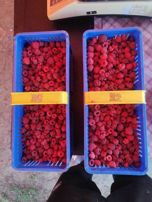 Sadzonki malin-jesiennej/letniej