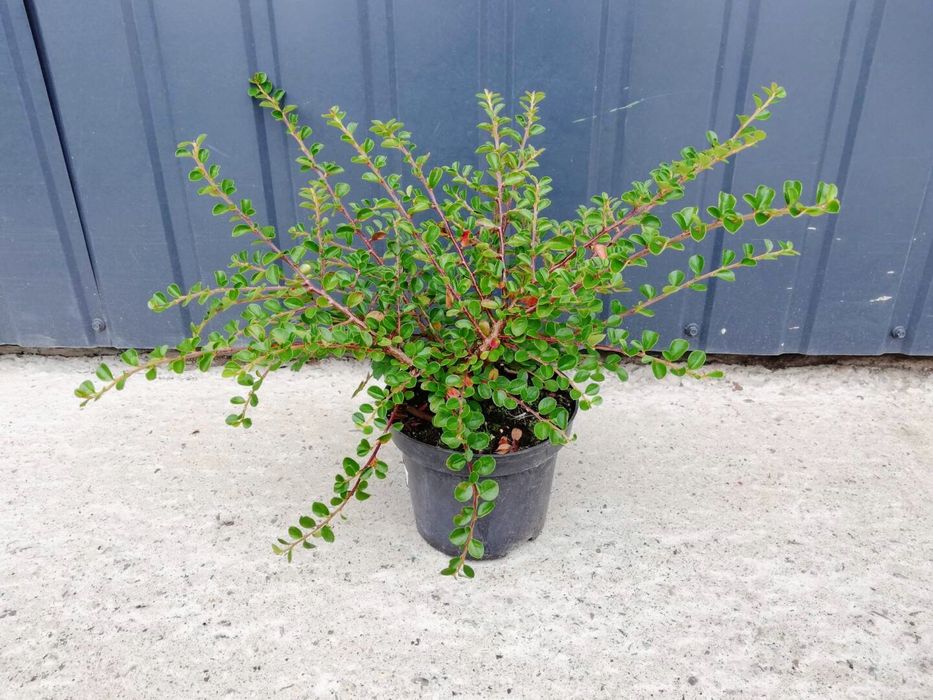 Szkółka Roślin i Krzewów Ozdobnych