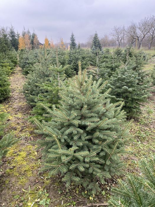 Продаж ялинки  Данська у горщику та зріз