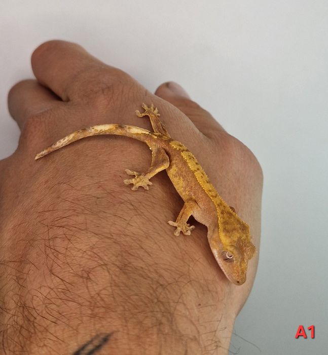 Gekon orzęsiony młode gekony