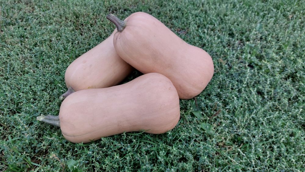 Dynia piżmowa, hokkaido, rouge vif d'etampes, marina