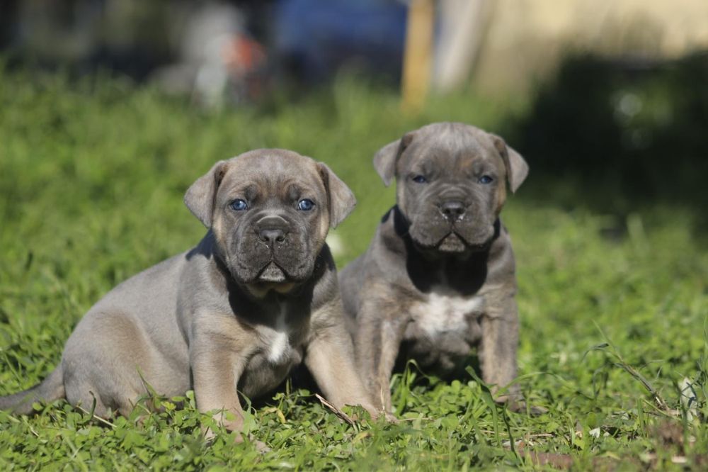 Cane Corso Italiano
