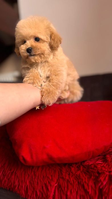 Cudnej urody maltipoo  - maltańczyk