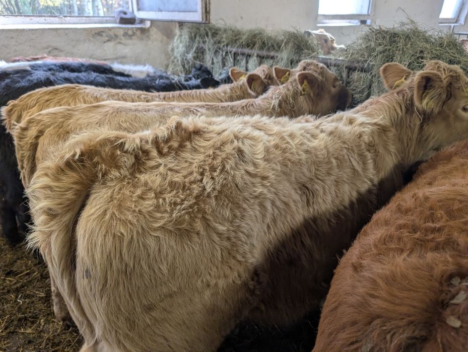 Sprzedam odsadki jałówki 40 sztuk polskie