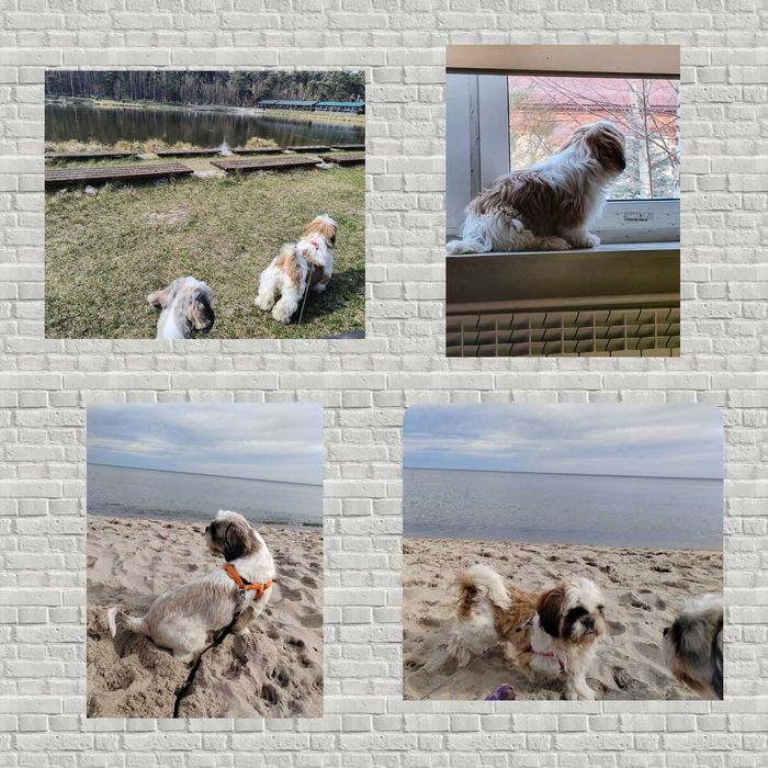 Shih Tzu uroczy piesek tricolor z trzypokoleniowym rodowodem