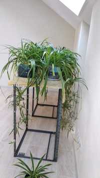 комнатное растение хлорофитум
