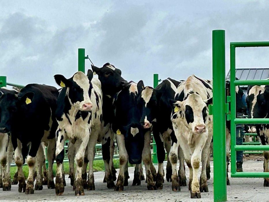 jalowki hodowlane 12-14 miesiecy