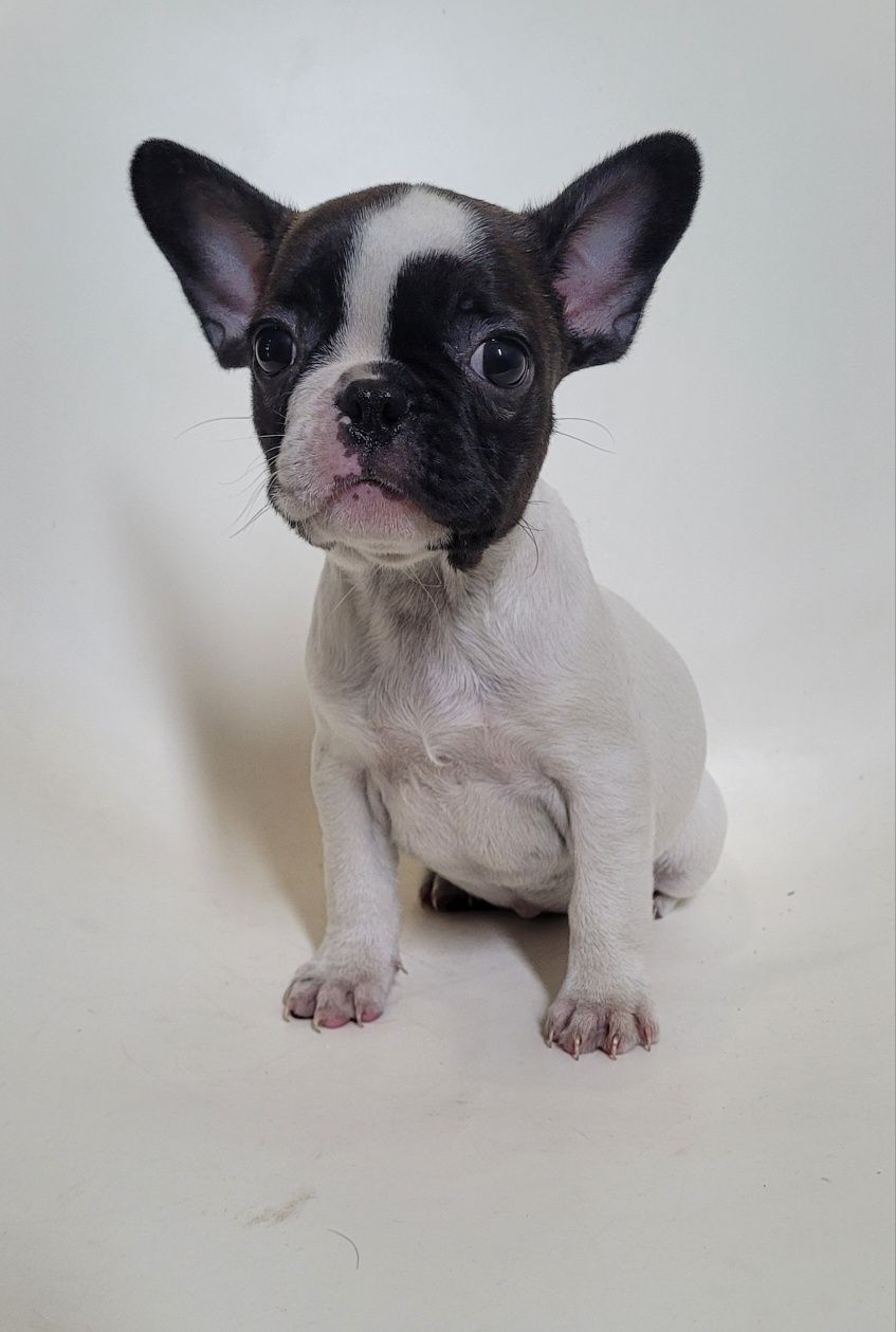 Bulldog femea 2 meses