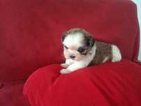 Śliczna suczka Shih tzu maleńka