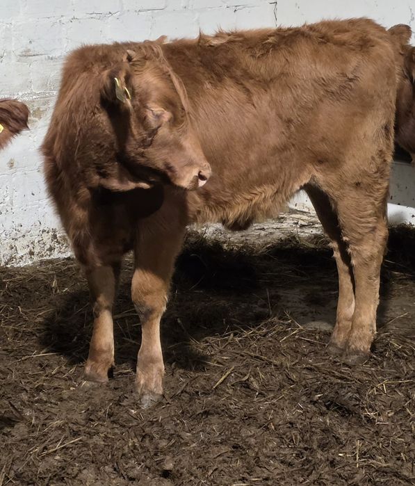 Jalówki miesne 10 sztuk waga okolo 230 kg