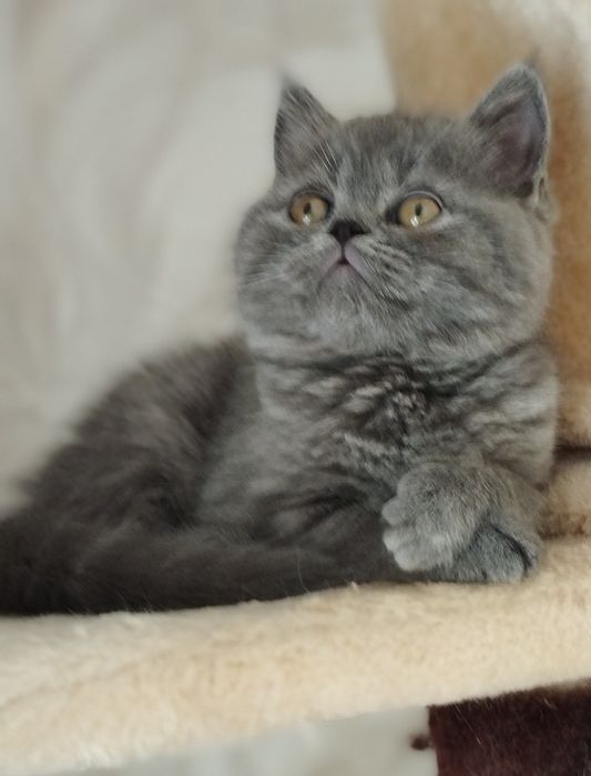 Шотландські кошенята