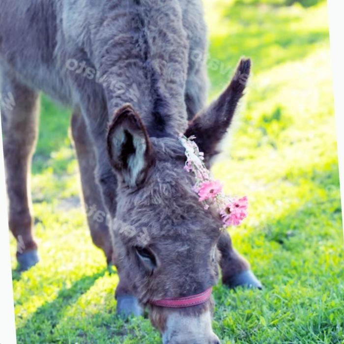 Прокат на ослике и пони
