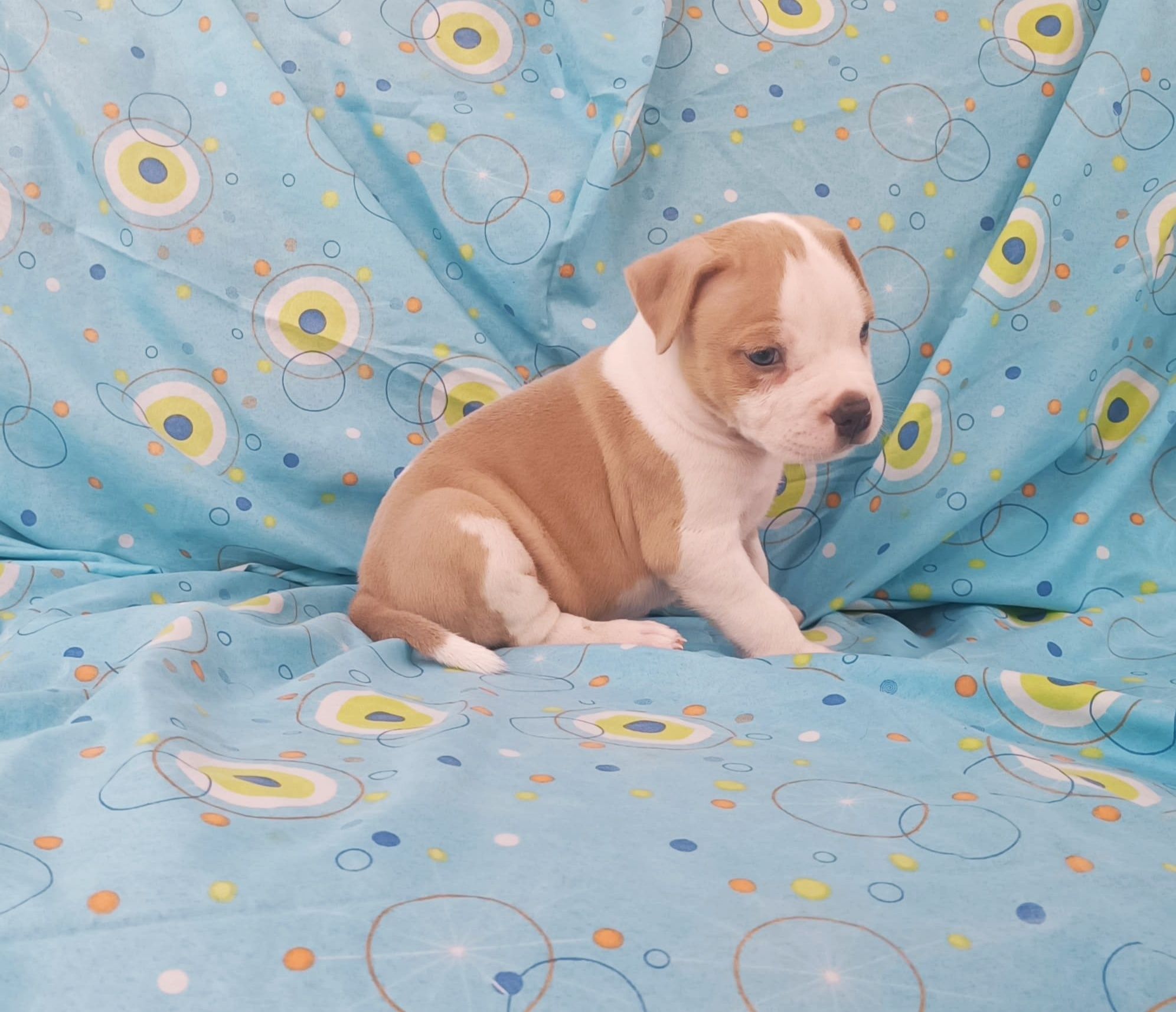 American pitbull macho