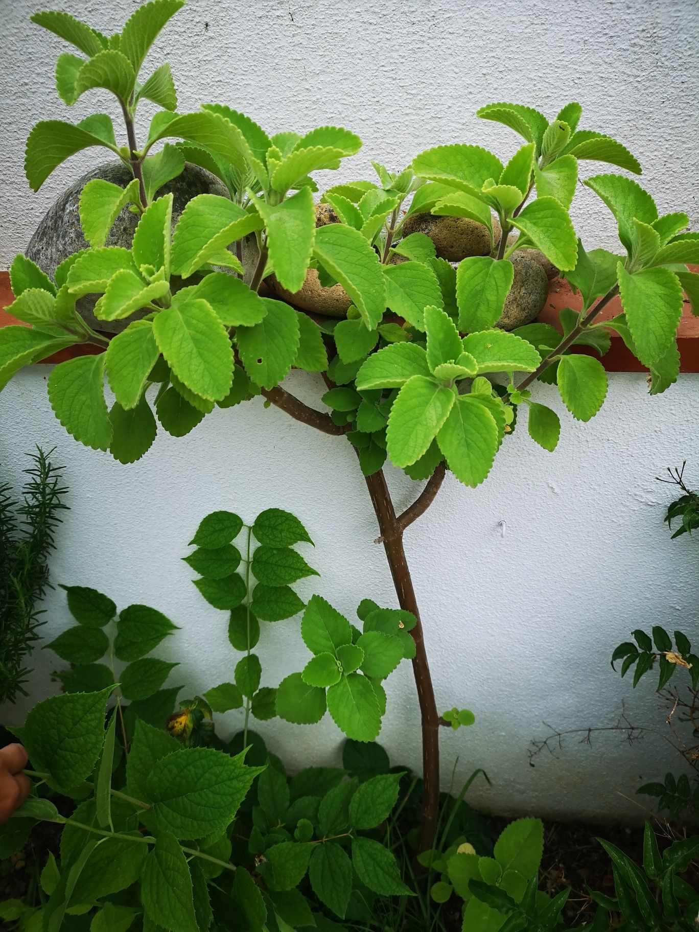 Vendo planta boldo