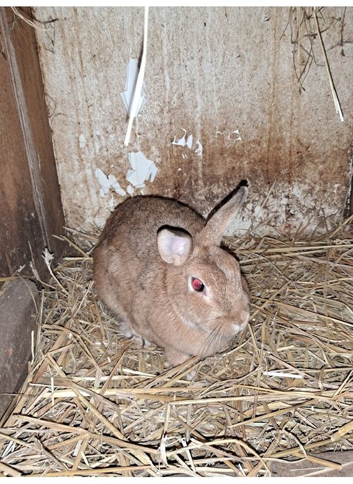 Króliki sprzedam 25 zł za sztukę