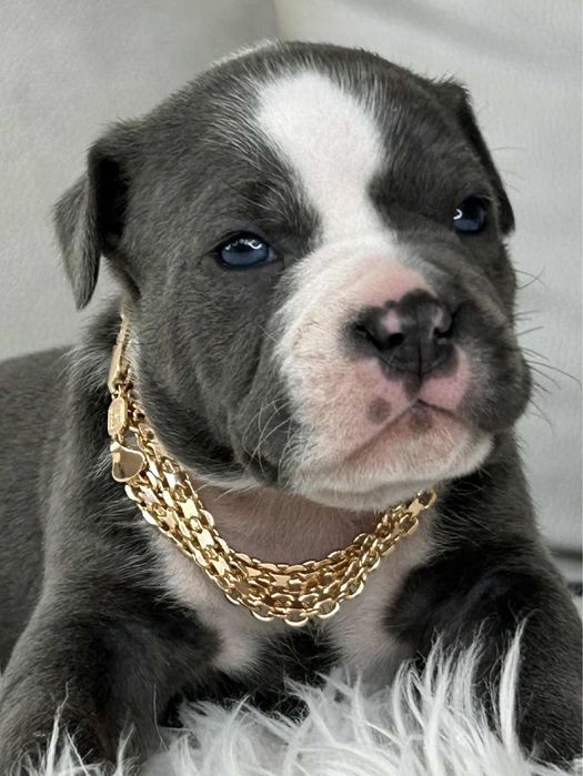 American Staffordshire Terrier Piesek
