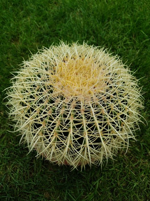 Kaktus piękny złoty kolor fotel teściowej.