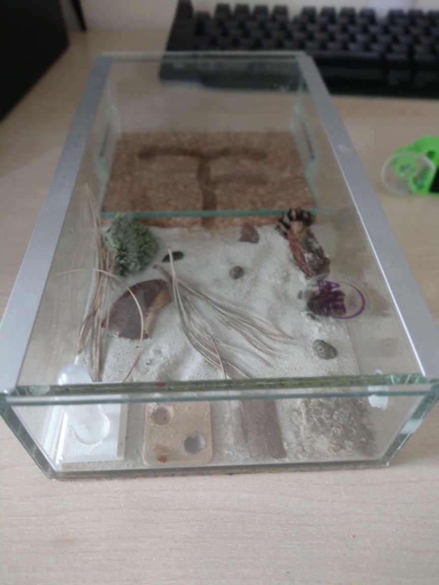 Terrarium na mrówki