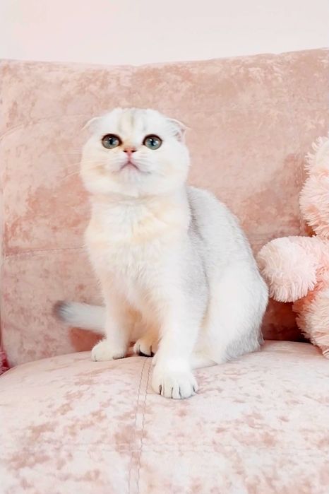 Сама нежность Зеленоглазая малышка вислоушка