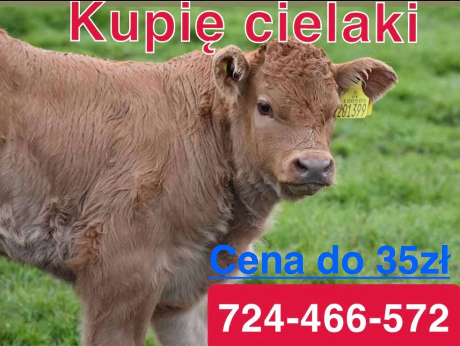 Cielaki byczki jałówki żarłaki