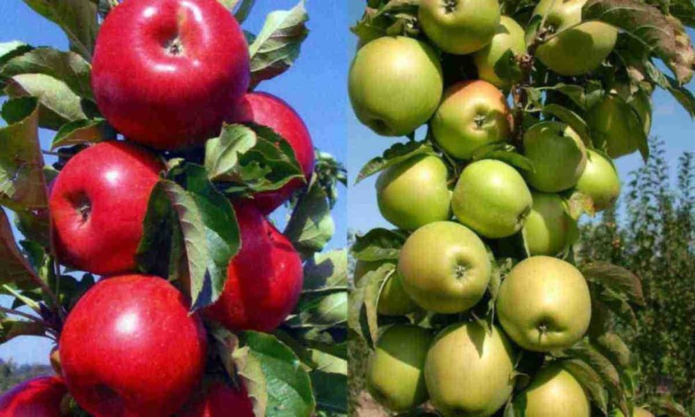 Саджанці Груш, яблонь, персика, черешень, вишень, диплоїдних слив.