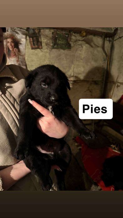 Pieski w dobre ręce