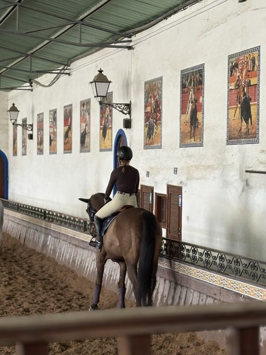 Cavalo KWPN/Falco