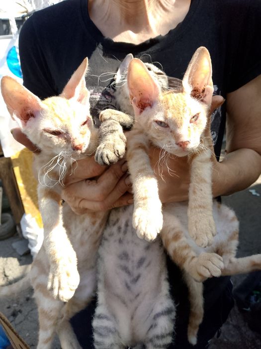 Продам котят  Сфинкс