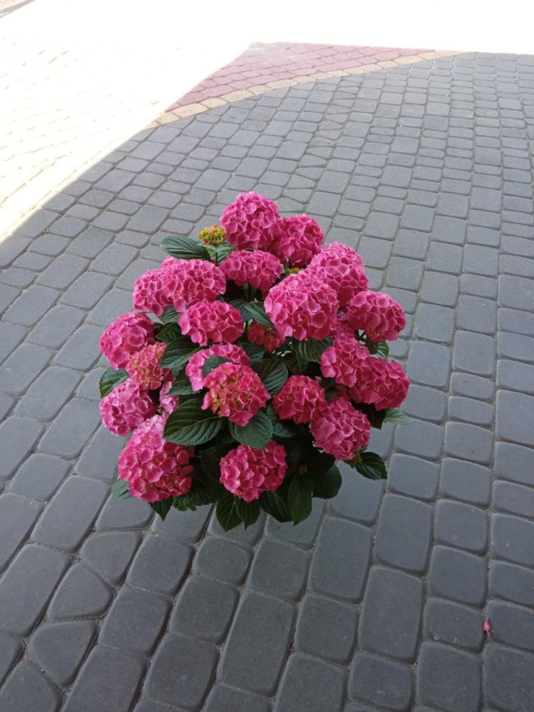 Hortensja ogrodowa w doniczce
