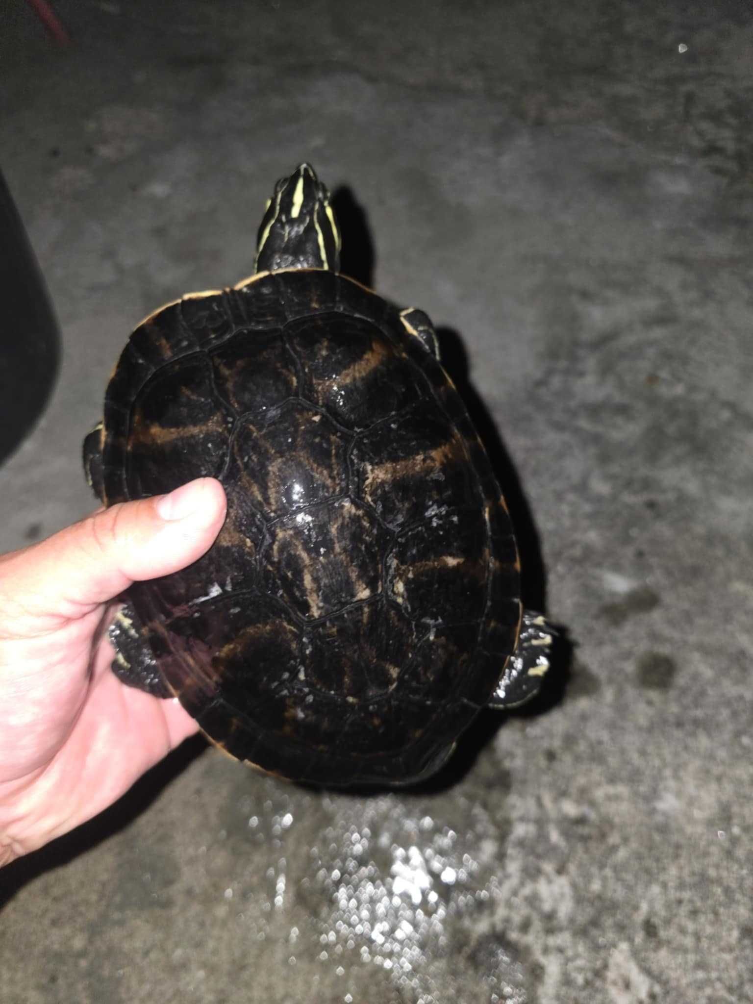 Vendo tartarugas