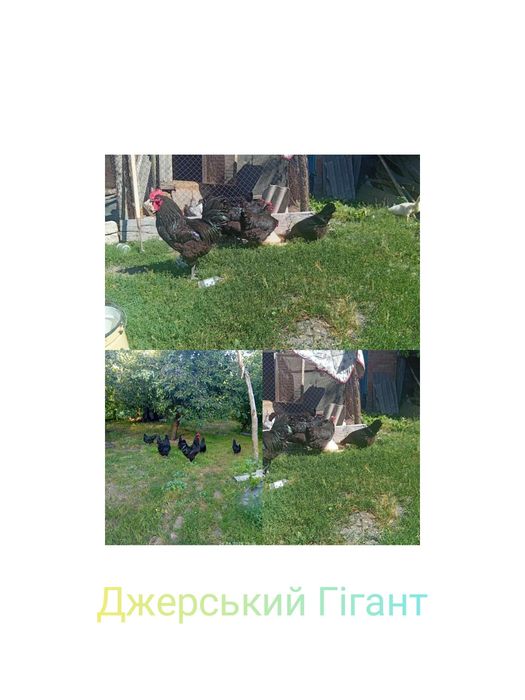 Джерський Гігант яйце для інкубації