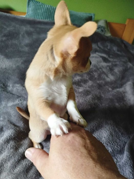 Chihuahua piesek gotowy na zmianę domu