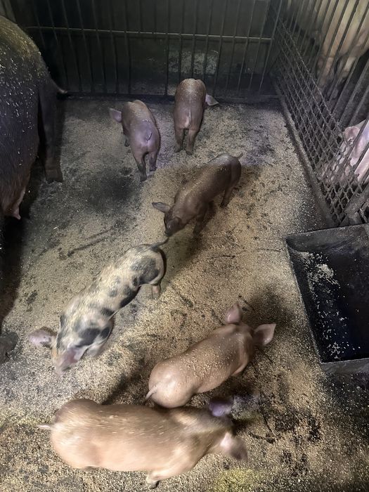 Продам поросят мясної породи