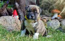 Amercian Staffordshire Terrier sunia